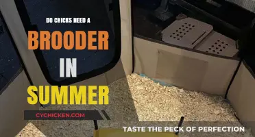 Brooder Necessity for Chicks in Summer: Essential or Optional?