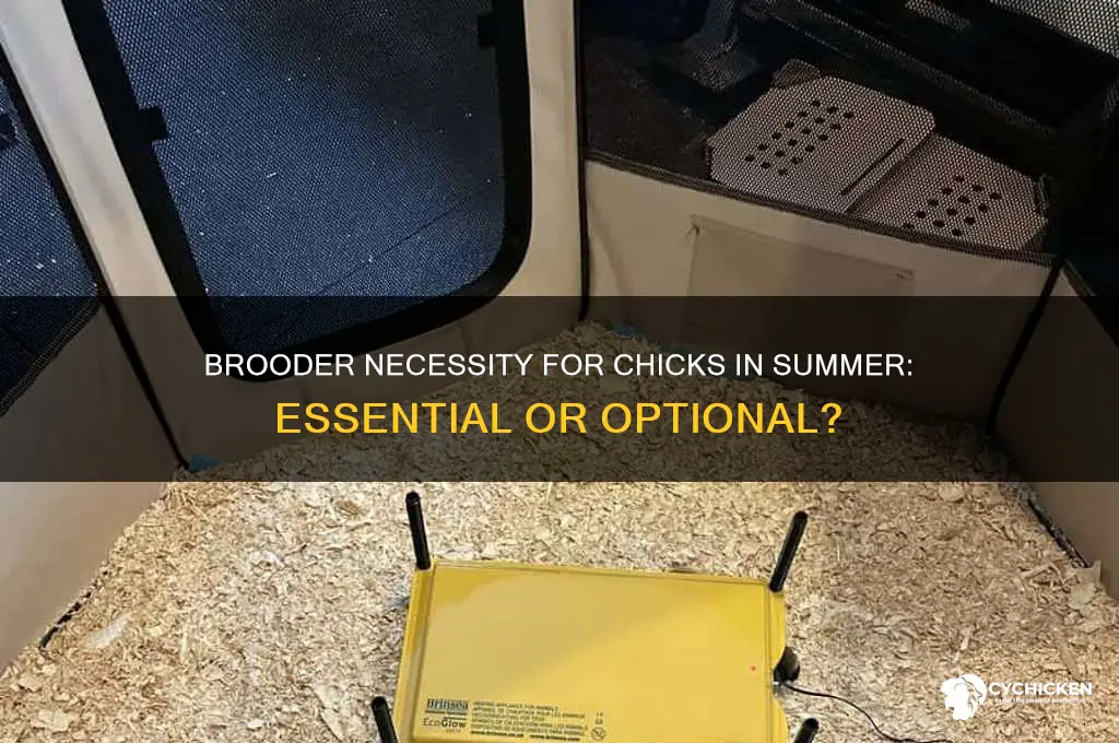 do chicks need a brooder in summer