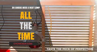 Chicks and Heat Lamps: When Do They Need It?
