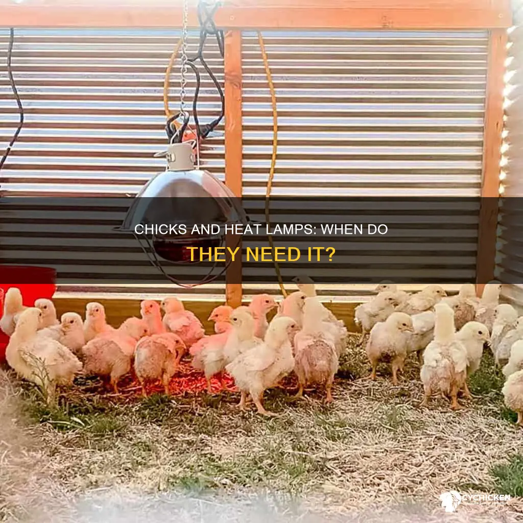 do chicks need a heat lamp all the time