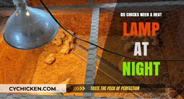 Do Chicks Need a Heat Lamp at Night? Essential Care Tips