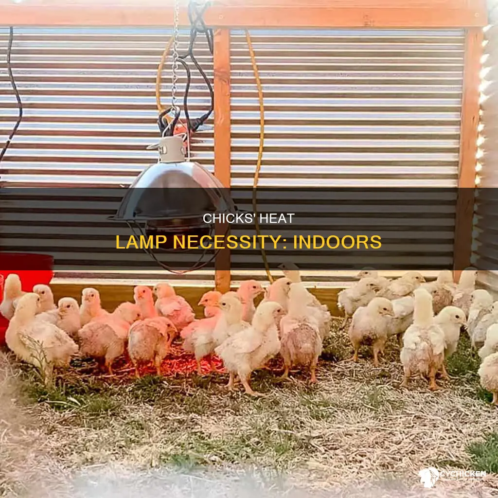 do chicks need a heat lamp if inside house