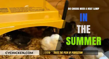 Heat Lamps for Chicks: Are They Necessary in Summer?