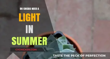 Do Chicks Need Light in Summer? Essential Care Tips Revealed