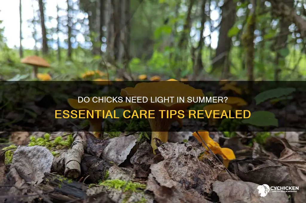 do chicks need a light in summer