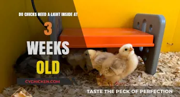 How Much Light Do Three-Week-Old Chicks Need?