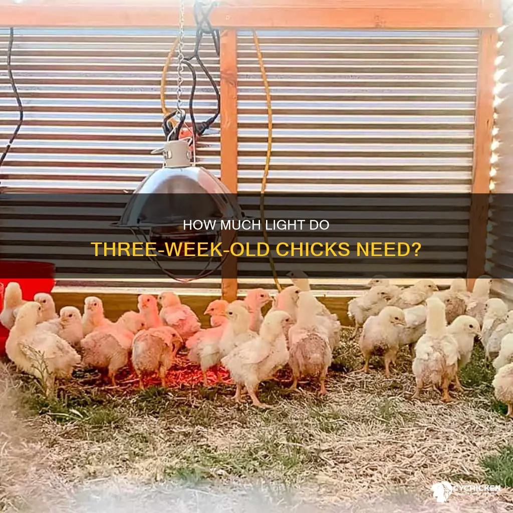 do chicks need a light inside at 3 weeks old