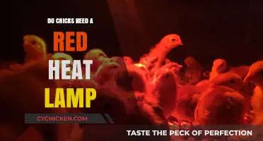 Do Chicks Need a Red Heat Lamp? Essential Care Tips