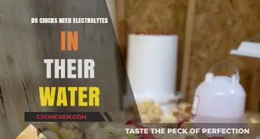 Do Chicks Need Electrolytes in Their Water? Essential Hydration Tips