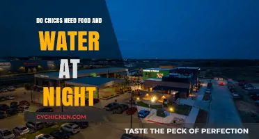 Do Chicks Need Food and Water at Night? Essential Care Tips