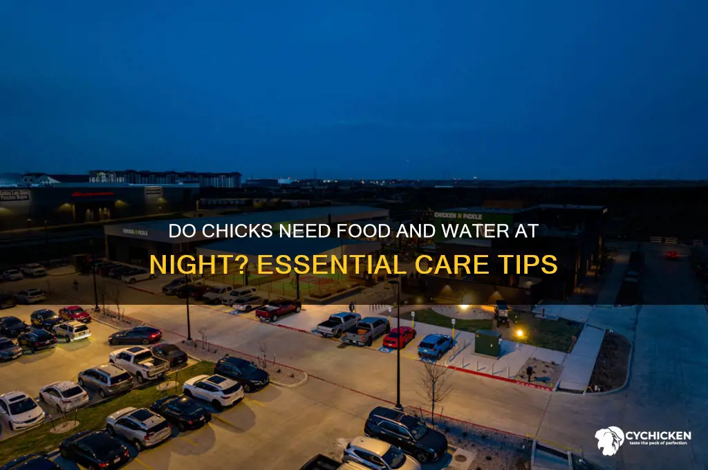 do chicks need food and water at night