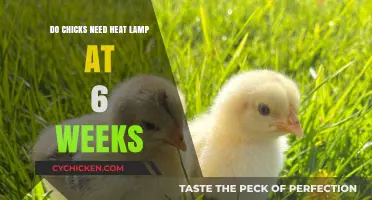 Do 6-Week-Old Chicks Still Need a Heat Lamp?