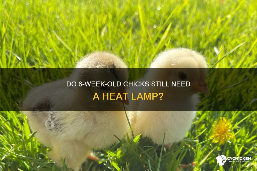 do chicks need heat lamp at 6 weeks