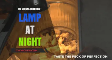 Should Chicks Have Heat Lamps Overnight? Essential Care Tips Revealed