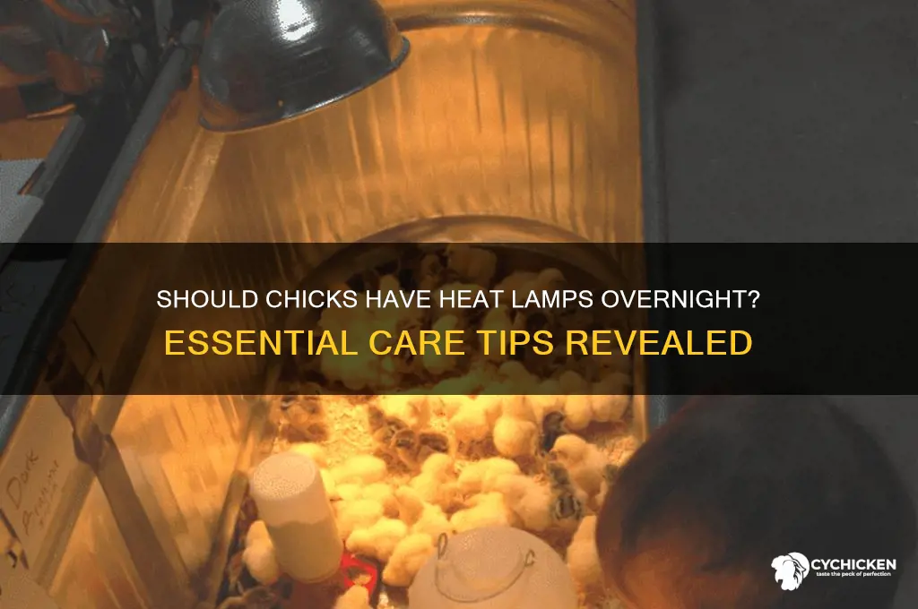do chicks need heat lamp at night