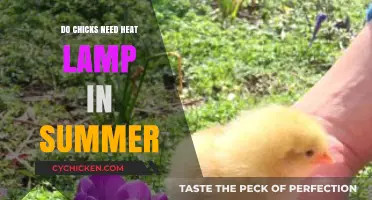 Do Chicks Need Heat Lamps in Summer? Essential Care Tips