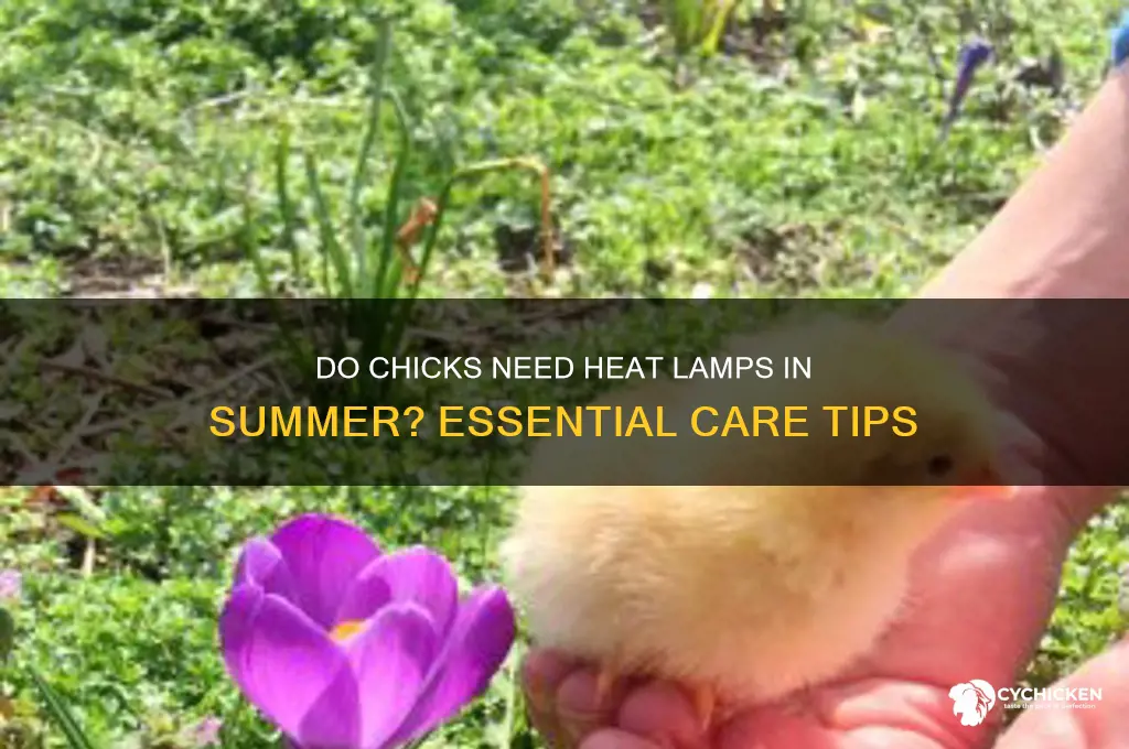 do chicks need heat lamp in summer