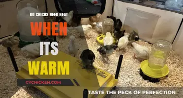 Warm Weather Chick Care: Do They Still Need Heat?