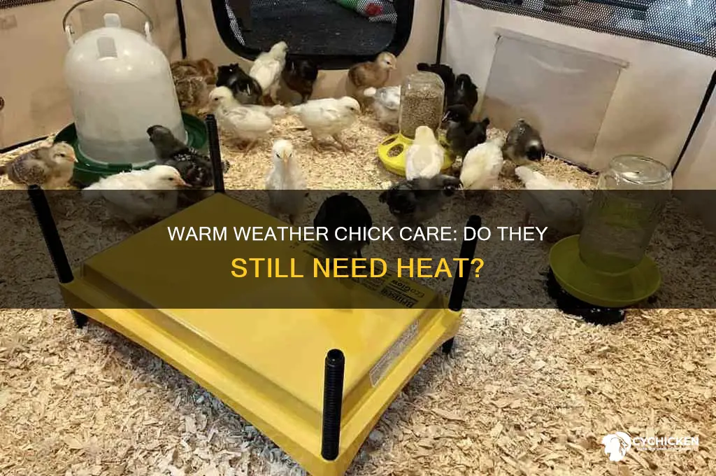 do chicks need heat when its warm
