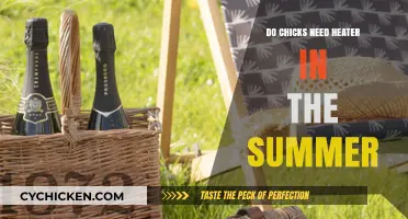 Do Chicks Need a Heater in Summer? Essential Care Tips