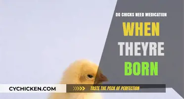 Newborn Chicks: Medication Necessity or Natural Care Approach?