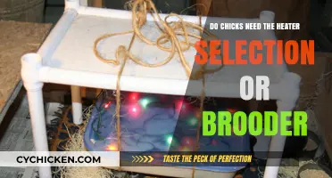 Chick Brooder Essentials: Heater Selection for Healthy Growth