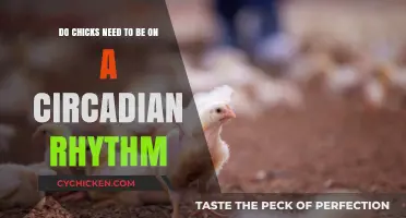 Circadian Rhythm: A Chick's Guide to Healthy Sleep