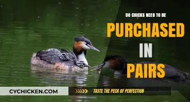 Should You Buy Chicks in Pairs? Solo vs. Buddy Raising Tips