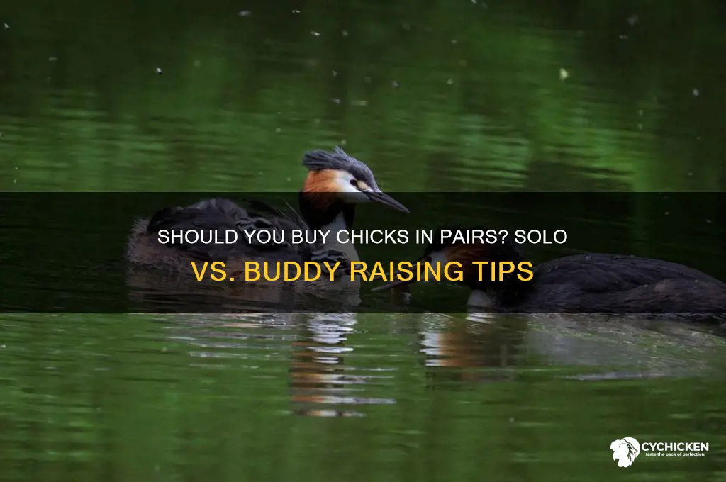 do chicks need to be purchased in pairs