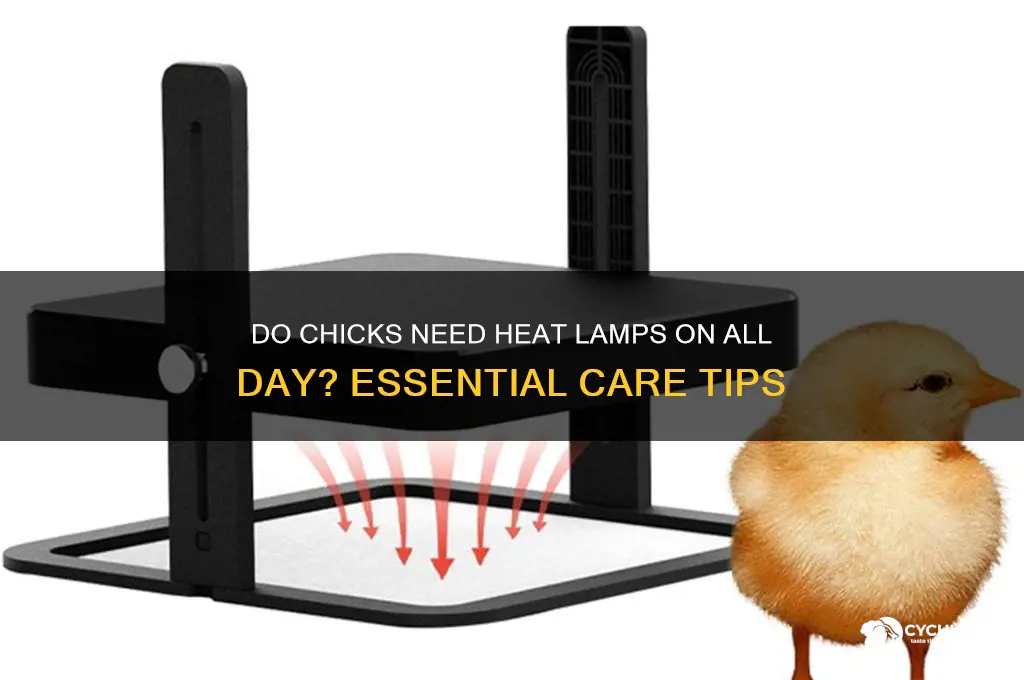 do chicks neef heat lamp on all day