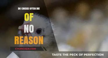 Unraveling the Mystery: Why Do Chicks Suddenly Die Without Apparent Cause?