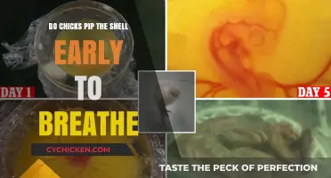 Do Chicks Pip Early for Air? Unraveling Hatching Mysteries