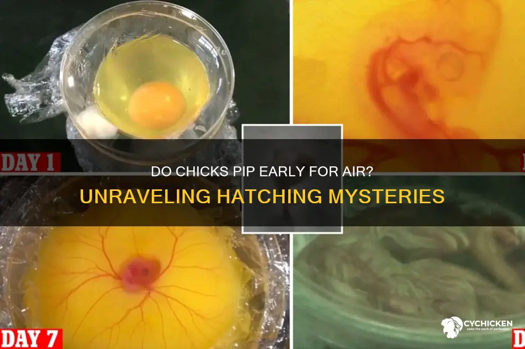 do chicks pip the shell early to breathe
