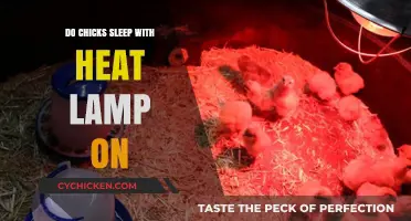 Should You Leave a Heat Lamp On for Sleeping Chicks?