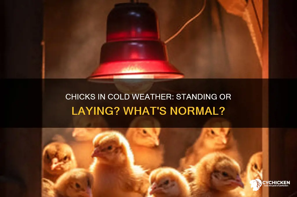 do chicks stands or lay if too cold