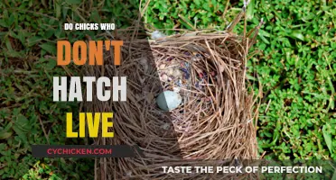 Unborn Chicks: Exploring the Fate of Unhatched Embryos
