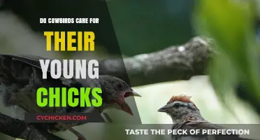 Do Cowbirds Nurture Their Chicks or Abandon Them?