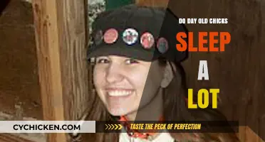 Understanding Day-Old Chick Sleep Patterns: Do They Sleep a Lot?