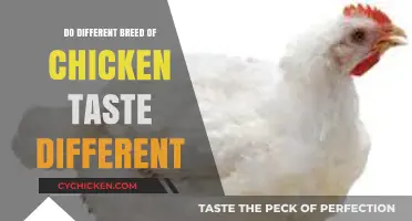 Do Chicken Breeds Affect Flavor? Exploring Poultry Taste Variations