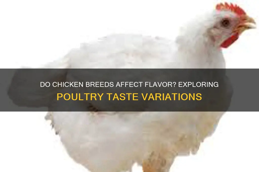 do different breed of chicken taste different