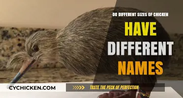 Chicken Sizes and Names: Unraveling Poultry Terminology Mysteries