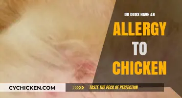 Can Dogs Be Allergic to Chicken? Uncovering the Truth