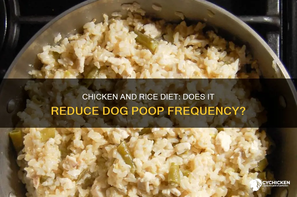 do dogs poop less on chicken and rice