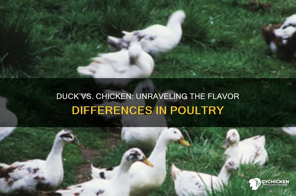 do duck and chicken taste the same