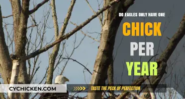 Do Eagles Lay Just One Egg Annually? Unraveling the Myth