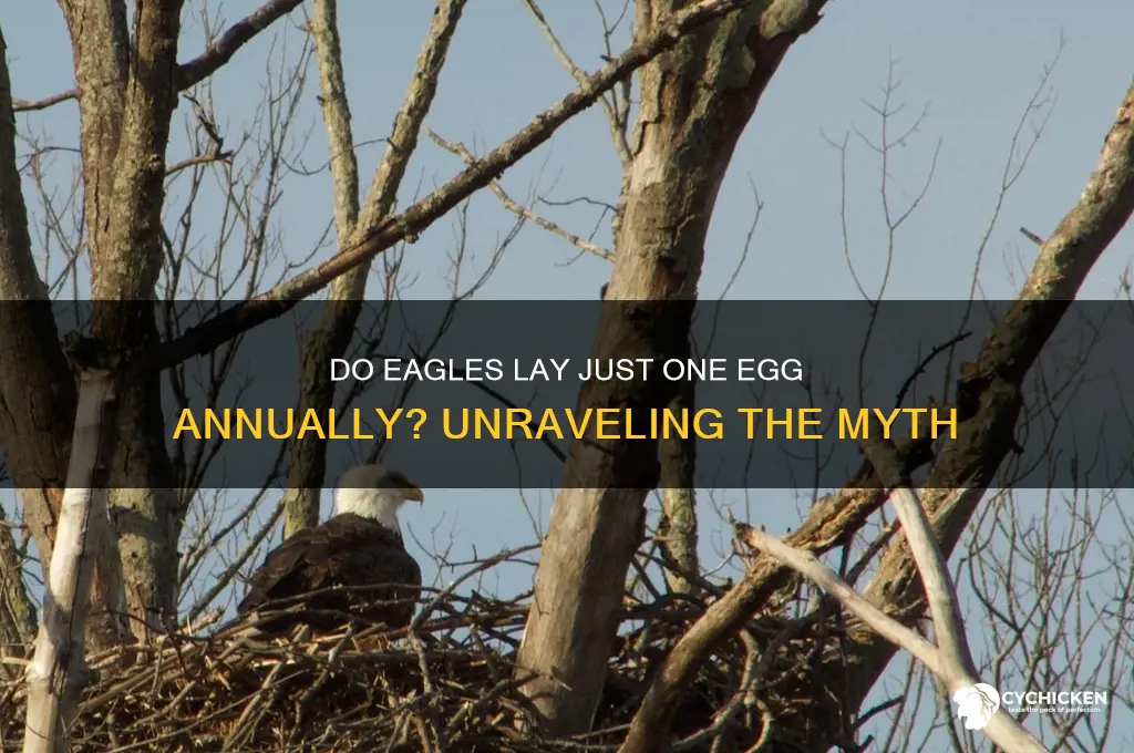 do eagles only have one chick per year