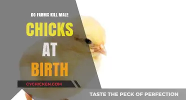 The Hidden Truth: Male Chick Culling in Farming Practices