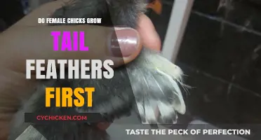 Do Female Chicks Grow Tail Feathers First? Unraveling the Mystery