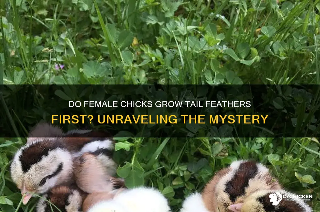 do female chicks grow tail feathers first