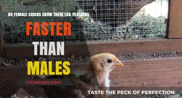 Why Females Grow Tail Feathers Faster